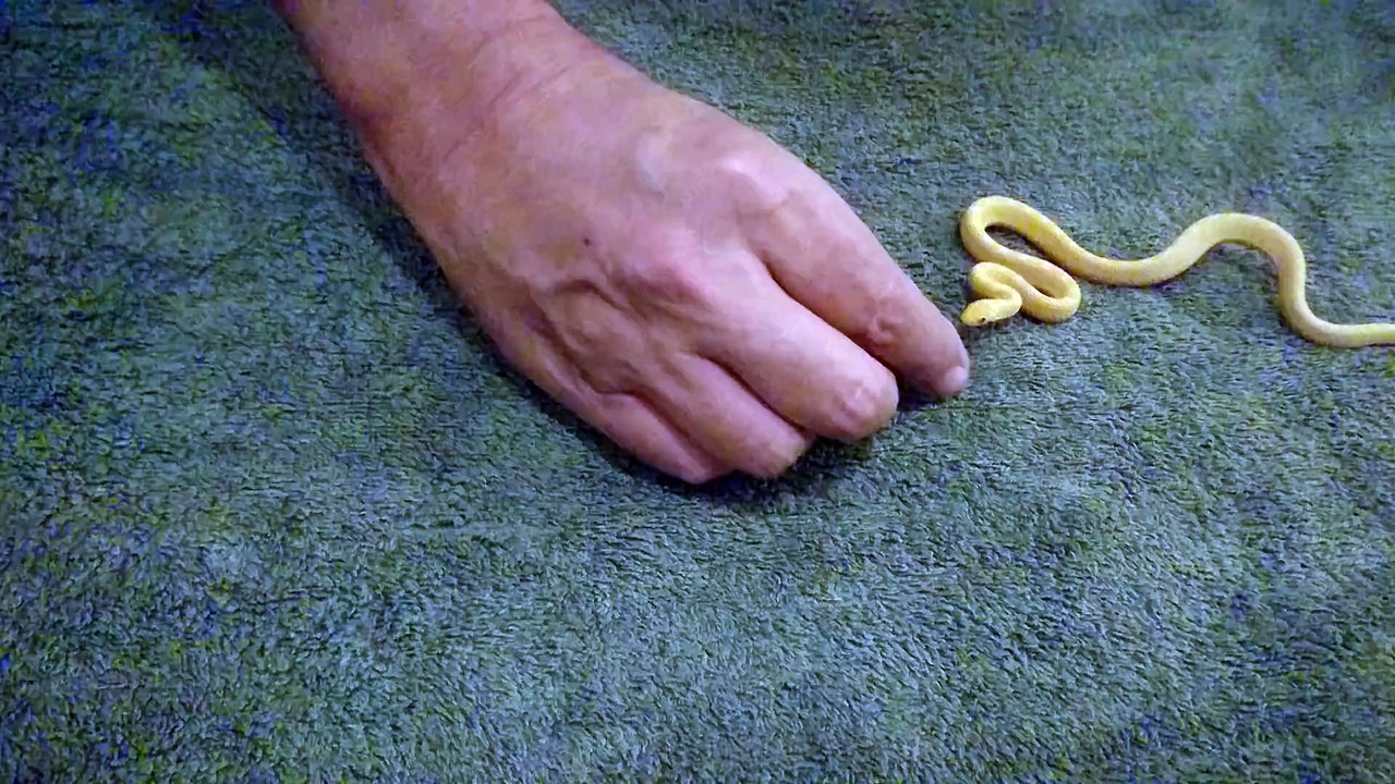 Un tout petit serpent mange un oeuf