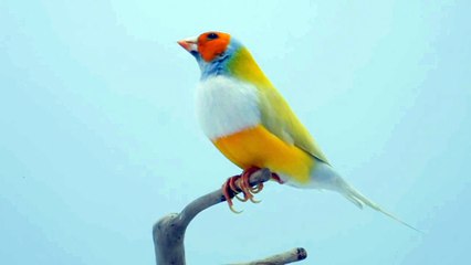Diamante de Gould de Doble Factor de Cabeza Naranja