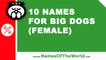 10 names for big dogs (female) -  the best pet names - www.namesoftheworld.net