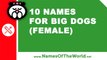 10 names for big dogs (female) -  the best pet names - www.namesoftheworld.net