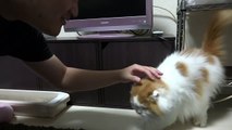 マホトのおうちの猫ちゃんたちが可愛すぎてヤベェ！！！！！