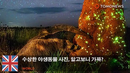 수상한 야생동물 사진, 알고보니 가짜?