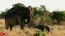 Mother Elephant Protects Her Baby From The Siege Of The Lion - Elephant Rescue Buffalo From Lion