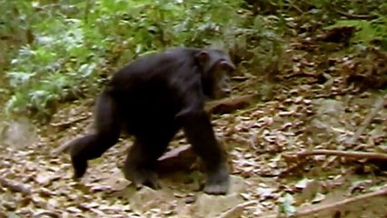 Nguồn Gốc Loài Người (phần 1)