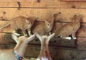 Three Adopted Kittens Meet a Herd of Goats