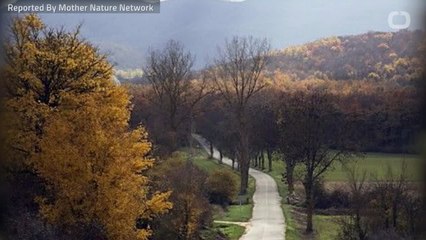 Shinrin-yoku Or 'Forest Bathing' Studied By Scientists