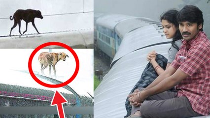 ரயிலின் மேற்கூரையில் இருந்தவாறு 1100 கிமீ பயணம் செய்த நாய்- வீடியோ