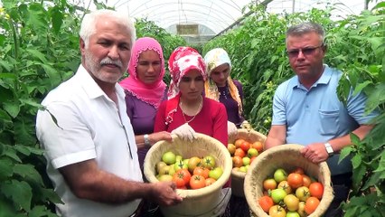 Mersinli domates üreticisinin yüzü gülüyor