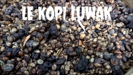 LE KOPI LUWAK - LE DÉLICIEUX CAFÉ AU CACA - À Votre Table #9