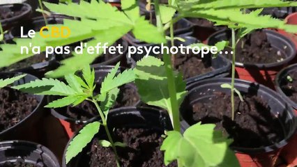 "Je travaille de façon 100% légale" : un producteur de cannabis thérapeutique du Vaucluse réclame une loi