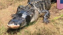 Alligator kills Florida woman while she was walking dogs