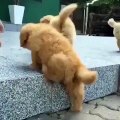 little cute puppies play together