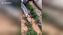 Python regurgitates five whole chickens after being caught by villagers