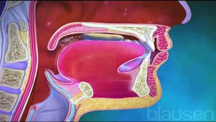 Sindirim Sistemi Nasıl Çalışır?