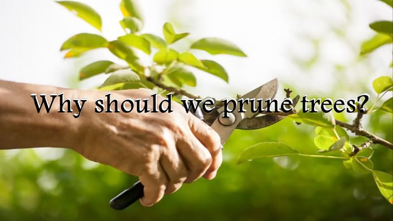 Why should we prune trees