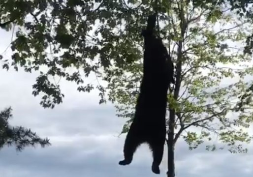 Black Bear Lowered From Tree by Michigan Fire Department
