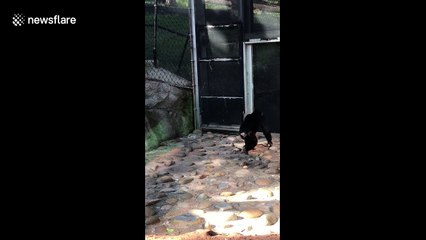Chimpanzee terrifies zoo visitors by beating ducklings to death