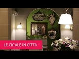 LE CICALE IN CITTA - ITALY, GENOVA