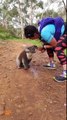 Thirsty koala joins runners for a drink