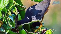 Chích choè than - Loài chim kiêu hãnh chỉ đứng hót trên cành cây cao