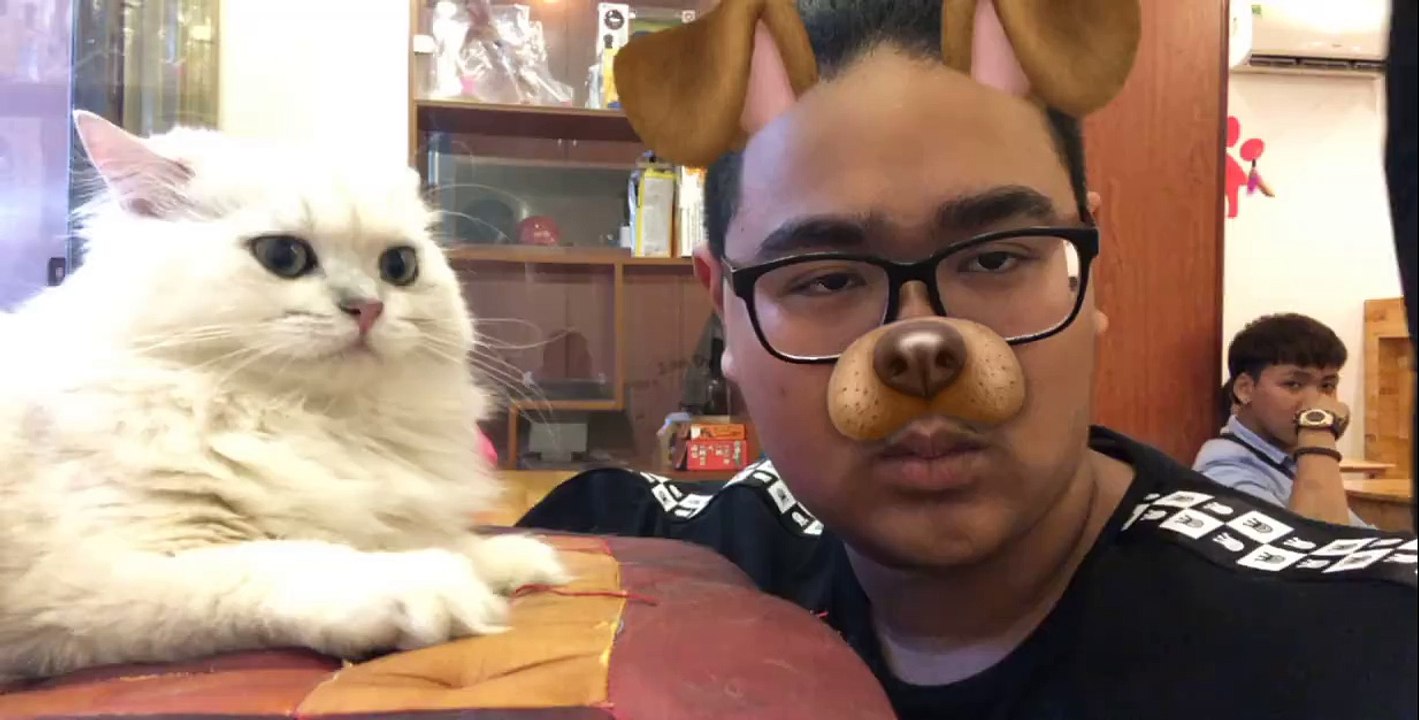 sweet love of cat