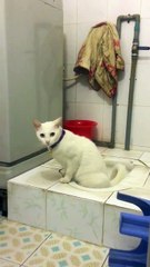 Cat using toilet