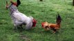 Most Amazing -Giant rooster Vs little rooster