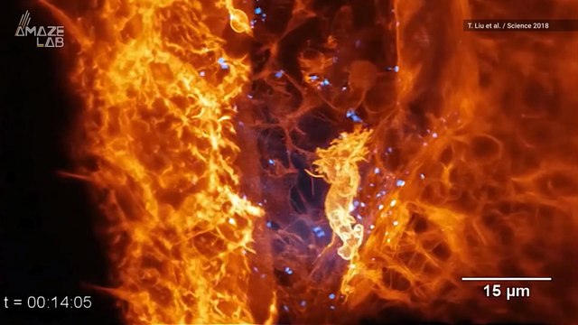 Scientists Capture Cells Moving Inside the Body...and the Footage is Wild