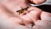 This Robotic Insect has Tiny Wings Powered by Lasers