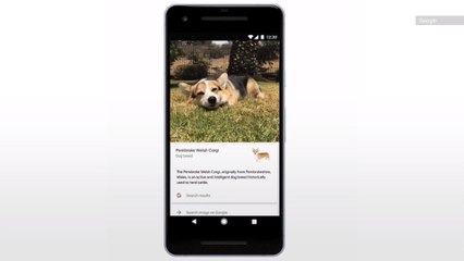 Google Lens Can Now Identify the Breed of Furry Friends