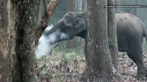 'Smoke-Breathing' Elephant Stuns Scientists