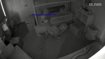Una cámara oculta revela cómo un bebé consigue escapar de su cuarto