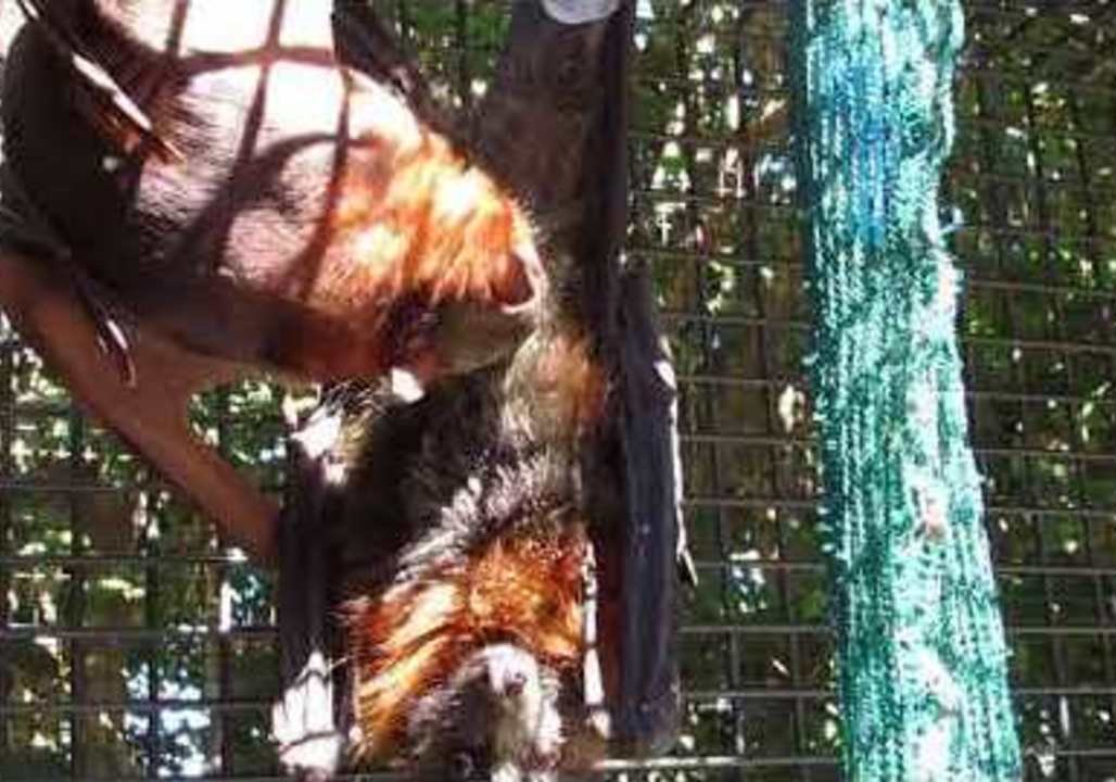 Lucky Bat Rescued From Wrecking Yard in Queensland, Australia
