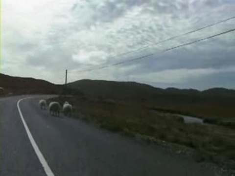 Moutons en Irlande Connemara