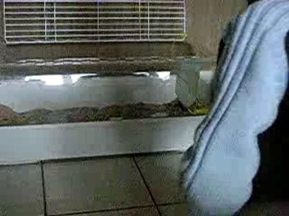 Le saut du lapin