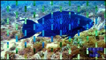 el pez loro azul -pez guacamayo azul-