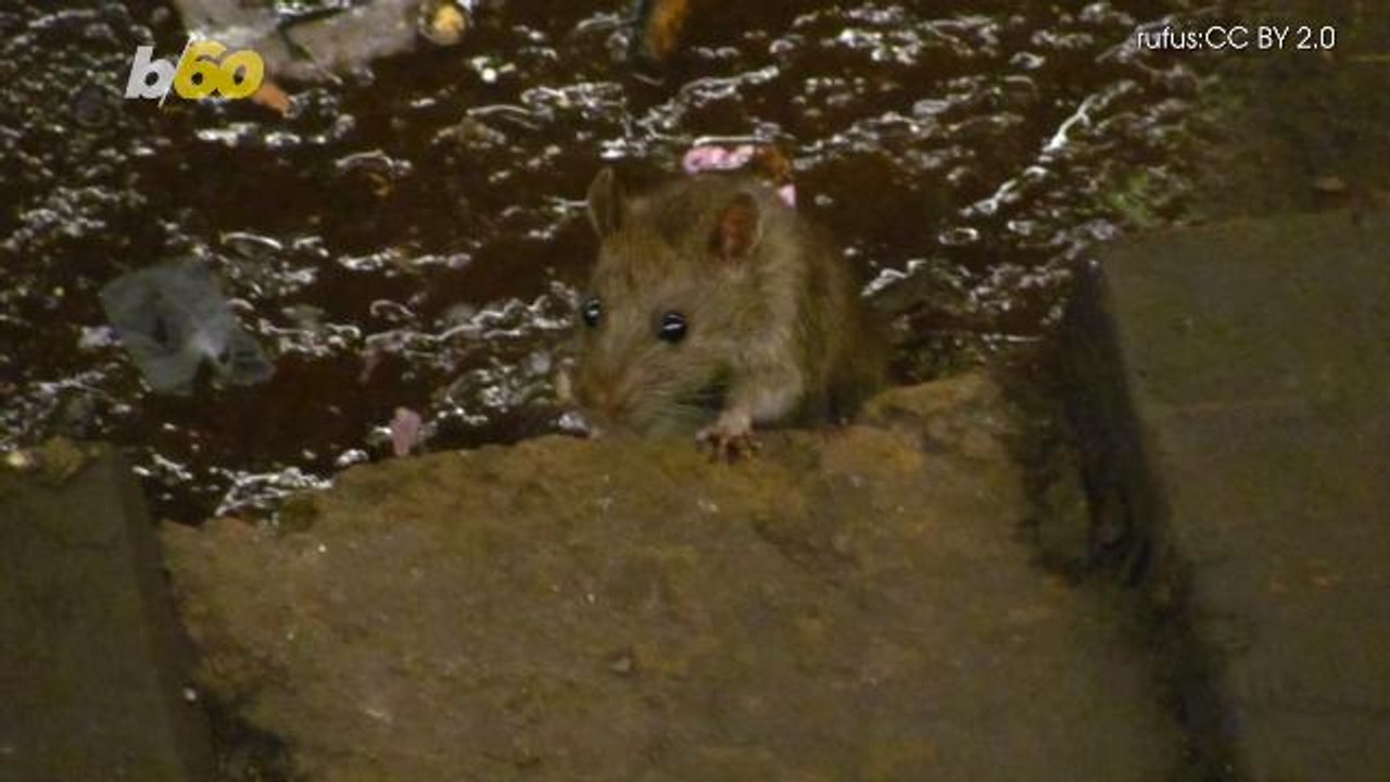 This Major City Is Getting a Real-Time Rat-Spotting Map