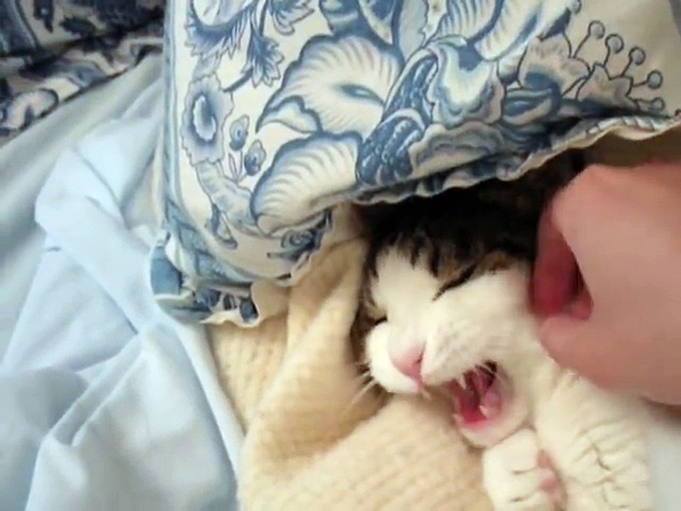 Cat Singing ''Old MacDonald''
