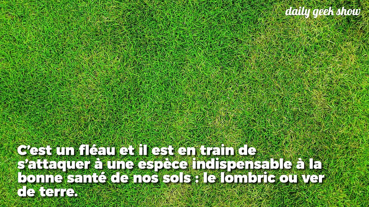 Ce ver géant venu d'Asie est en train de massacrer nos vers de terre