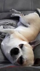 Ce chien pète ou ronfle ? J'espère que tu fais pas la même...