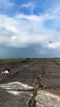 Ce chien attrape.. un avion télécommandé en vol !