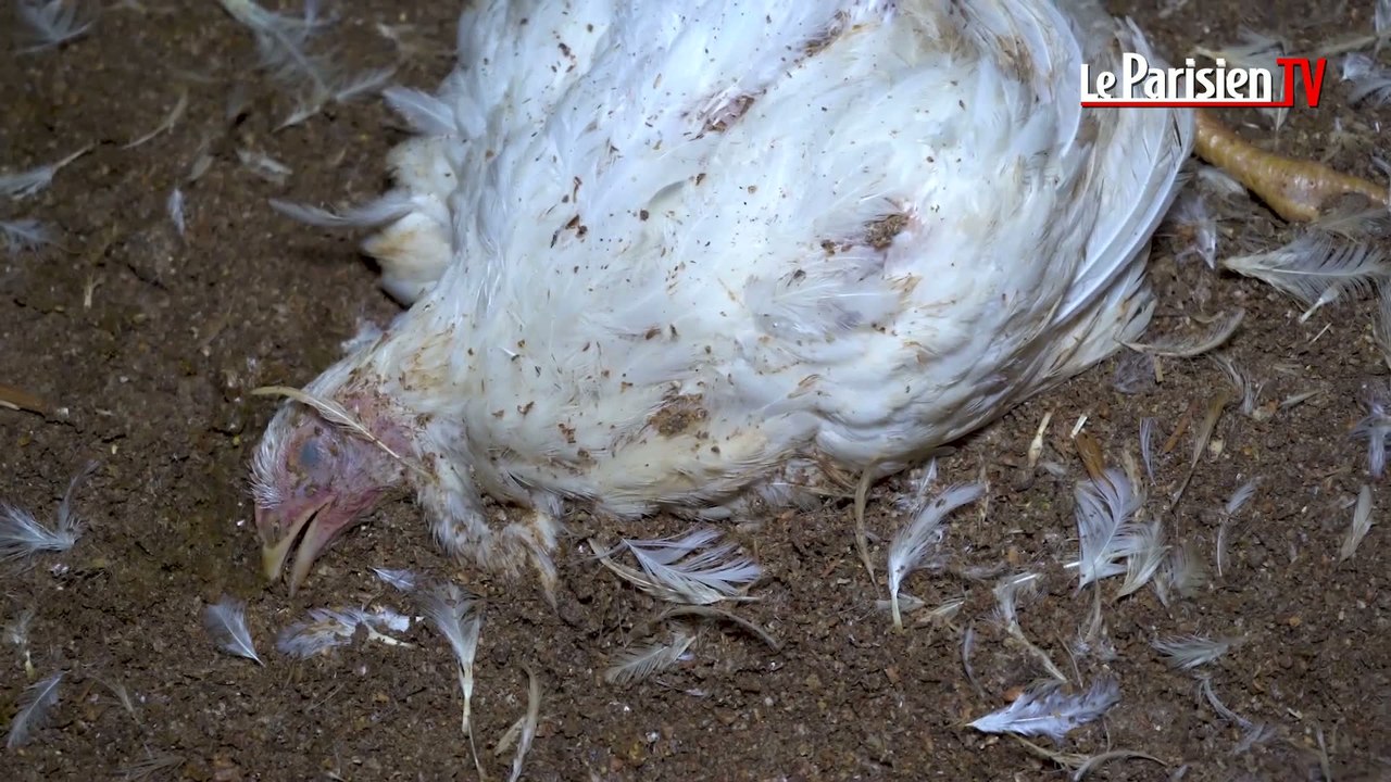 L214  dénonce un élevage intensif de poulets en Vendée