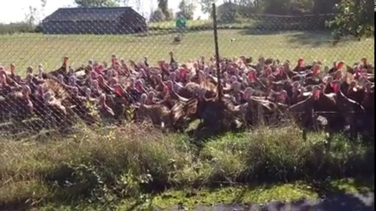 Dans la peau d'une star, des dindes réagissent comme une foule...