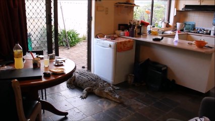 Ce crocodile rentre dans le salon pour etre nourrit