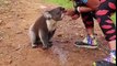 Un koala assoiffé vient demander à boire à un jogger
