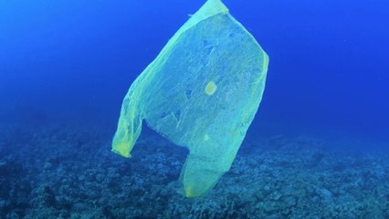 This Biodegradable Plastic Bag Is Edible