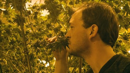 Denver's 'Grow-Off' Competition Is the 'Iron Chef' of Cannabis Cultivation