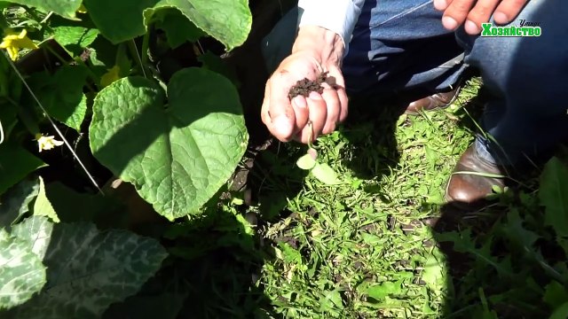 Как часто и сколько поливать огурцы? Все о поливе огурцов!