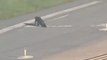 Alligator Takes a Morning Stroll Across the Runway at a Florida Airport