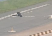 Alligator Takes a Morning Stroll Across the Runway at a Florida Airport